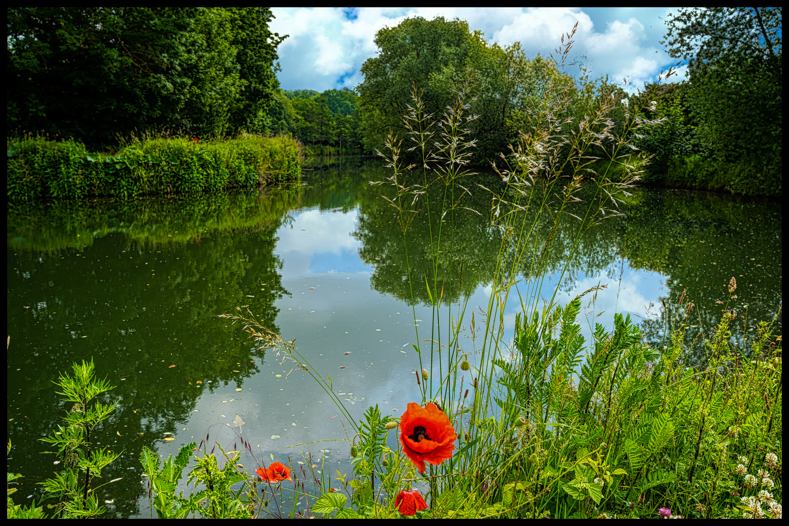 Spiegelung mit Mohnblüte 