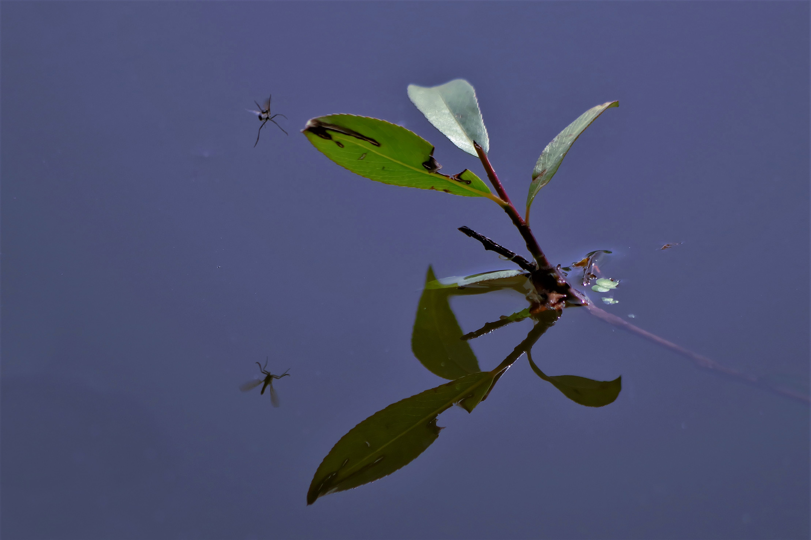 Spiegelung mit Mücke