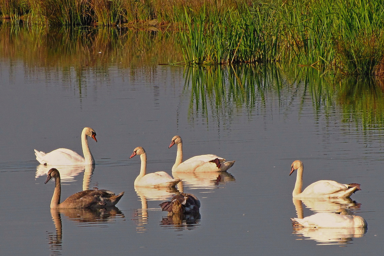 Spiegelung mit Schwänen