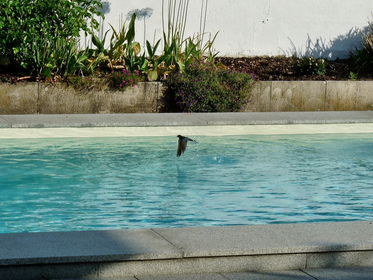 Spiegelung mit Schwalbe im Pool