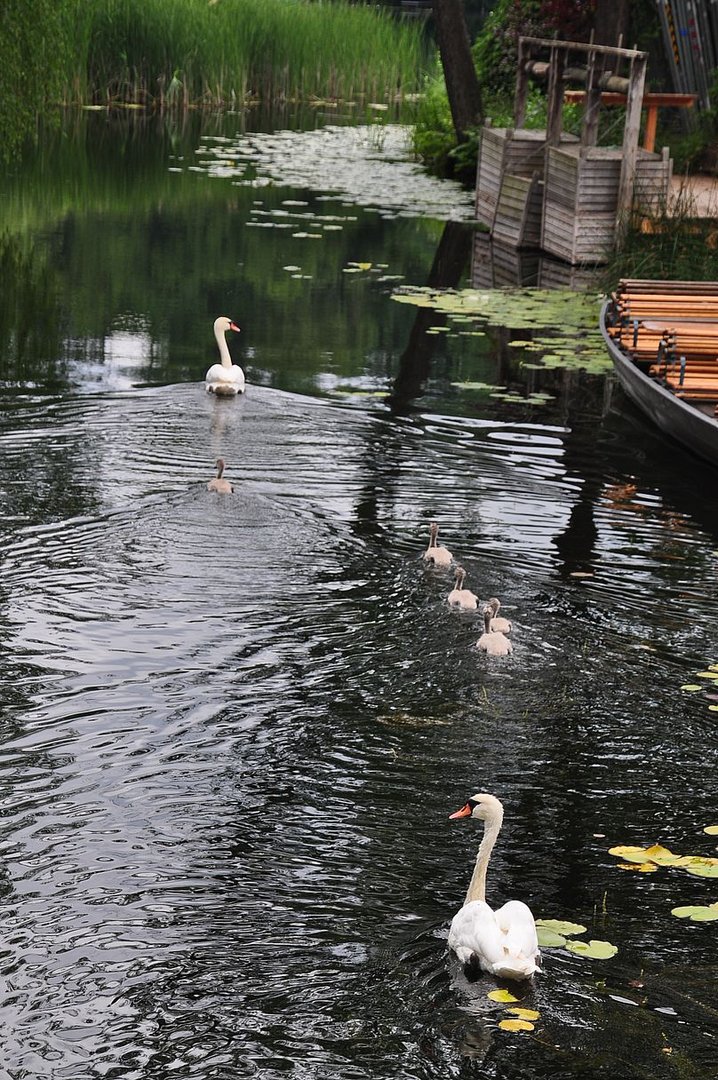 Spiegelung mit Schwanenfamilie 