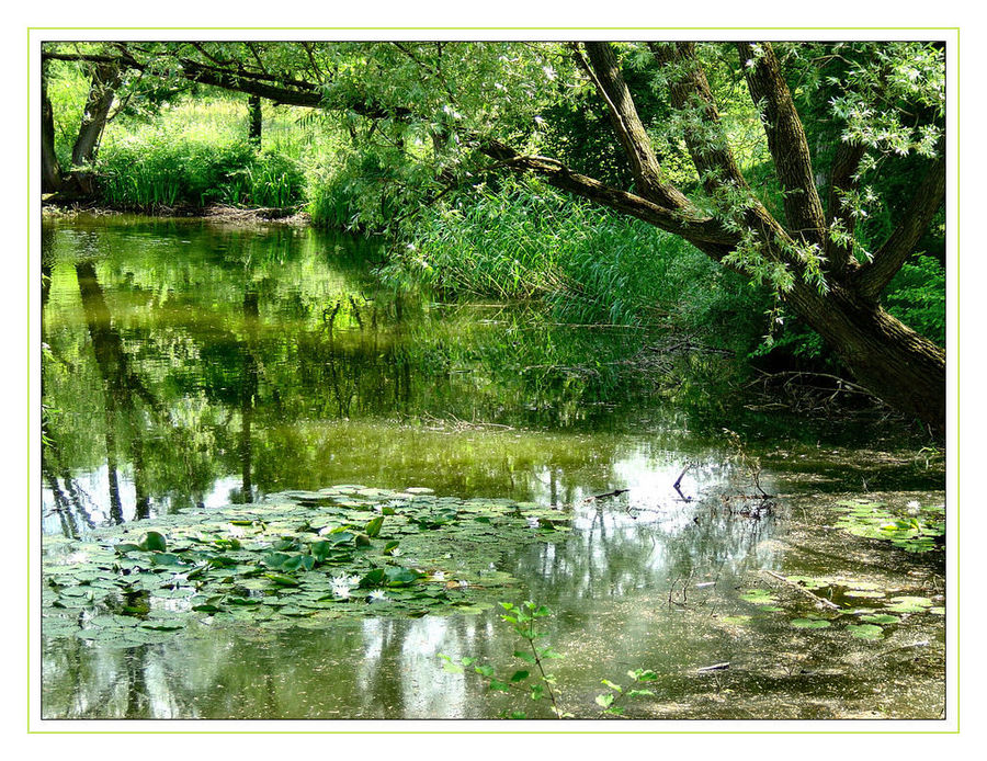 Spiegelung mit Seerosen