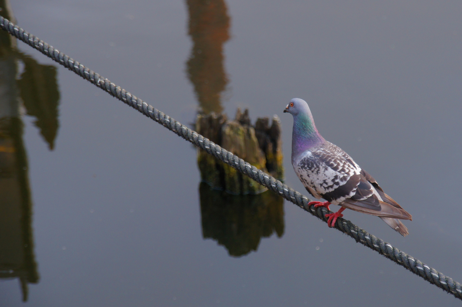 Spiegelung mit Taube