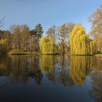 Spiegelung mit Trauerweiden