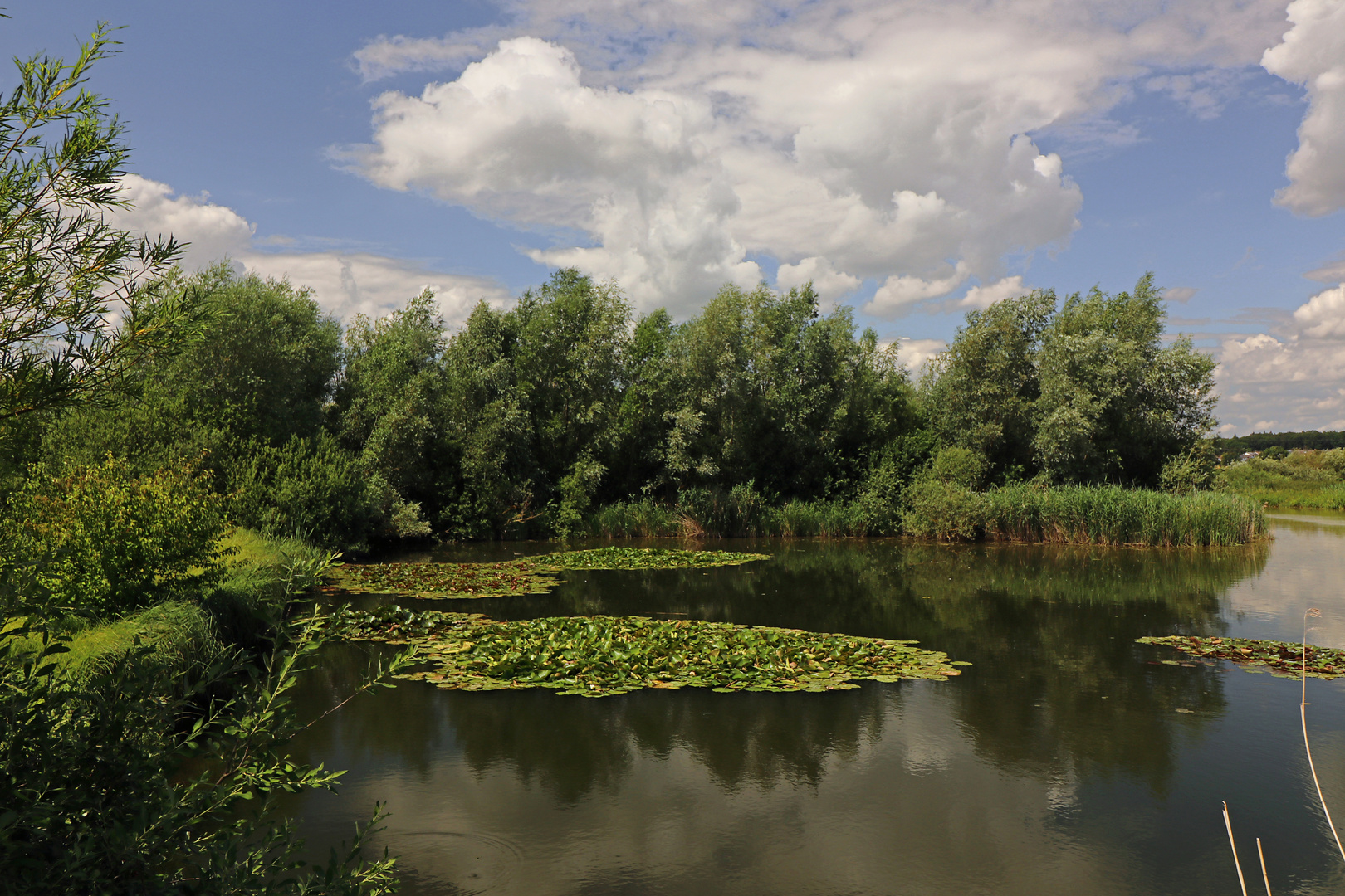 Spiegelung mit Wasserrosen