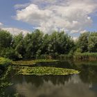 Spiegelung mit Wasserrosen