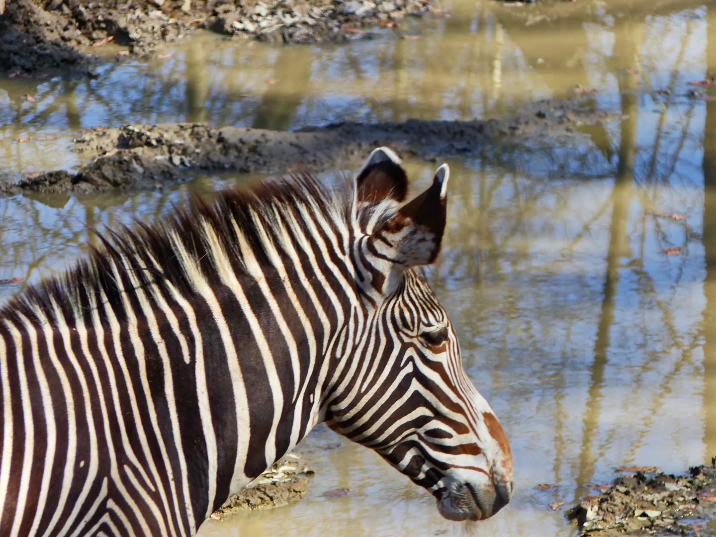 Spiegelung mit Zebra
