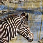 Spiegelung mit Zebra