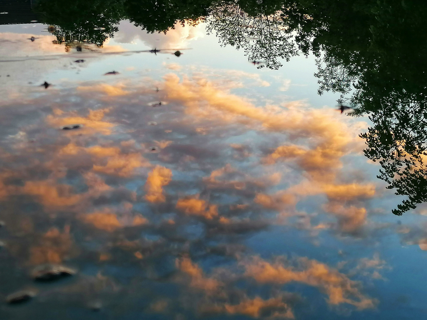 Spiegelung nach Regen 