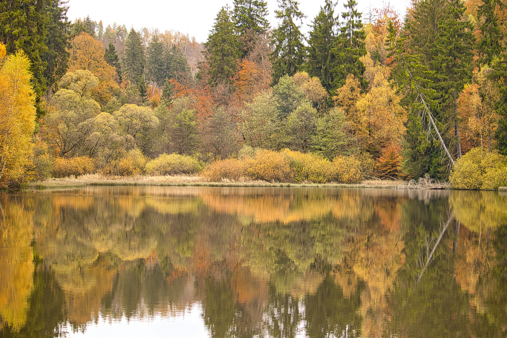 Spiegelung Neuer Teich Foto & Bild natur, herbst, jahreszeiten