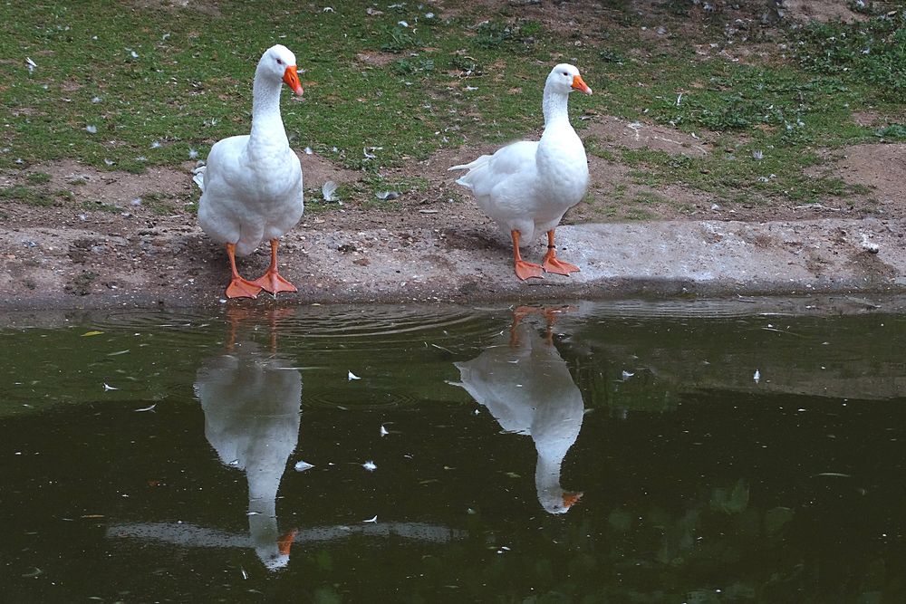 Spiegelung (Neuwieder Zoo)