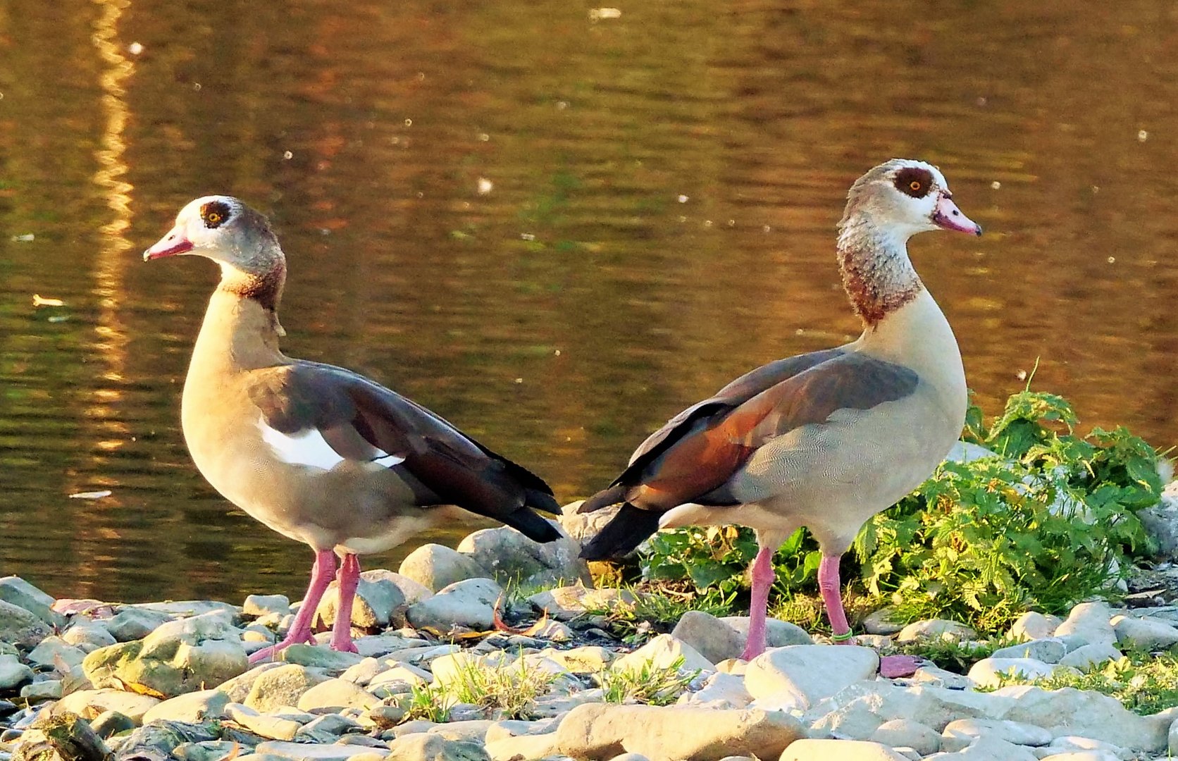 "Spiegelung" - Nilgans