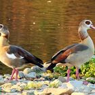 "Spiegelung" - Nilgans