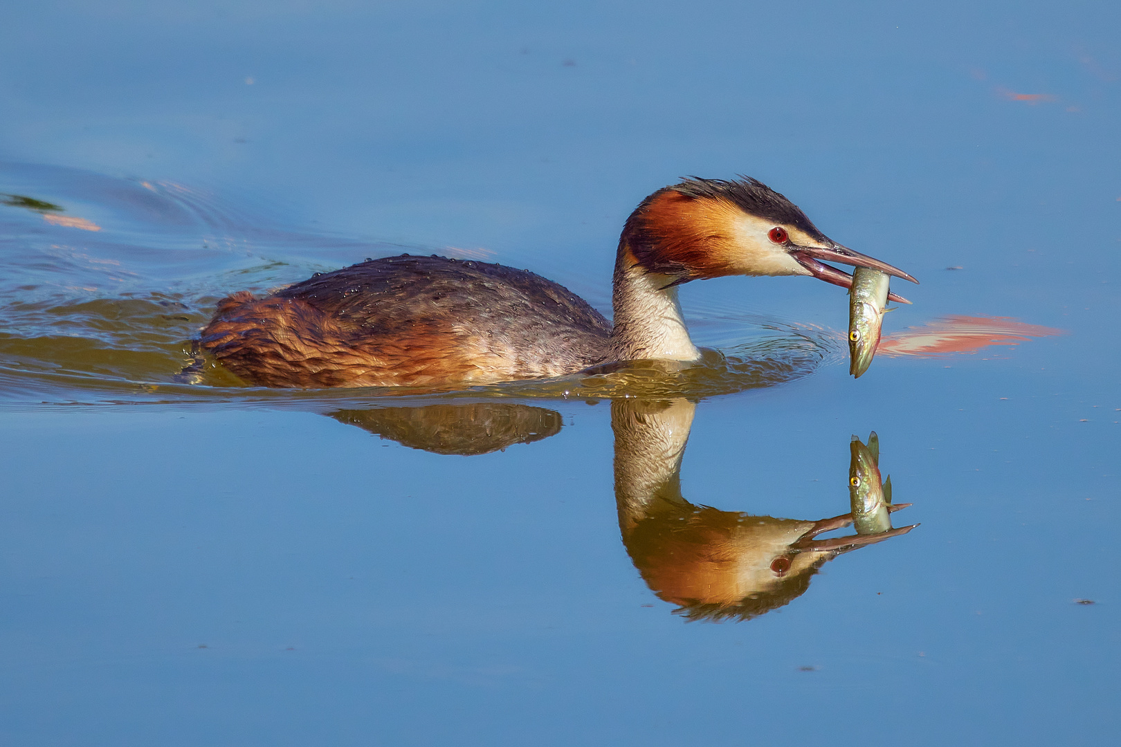 Spiegelung ? oder 2 Fische gefangen...