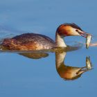 Spiegelung ? oder 2 Fische gefangen...