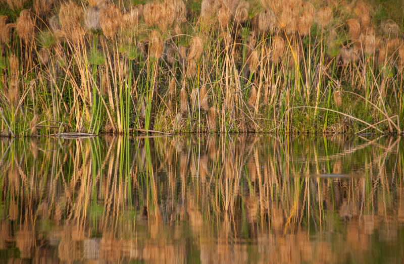 Spiegelung Okavango 