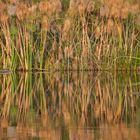 Spiegelung Okavango 