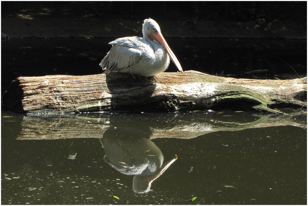 Spiegelung (Pelikan im Neuwieder Zoo)