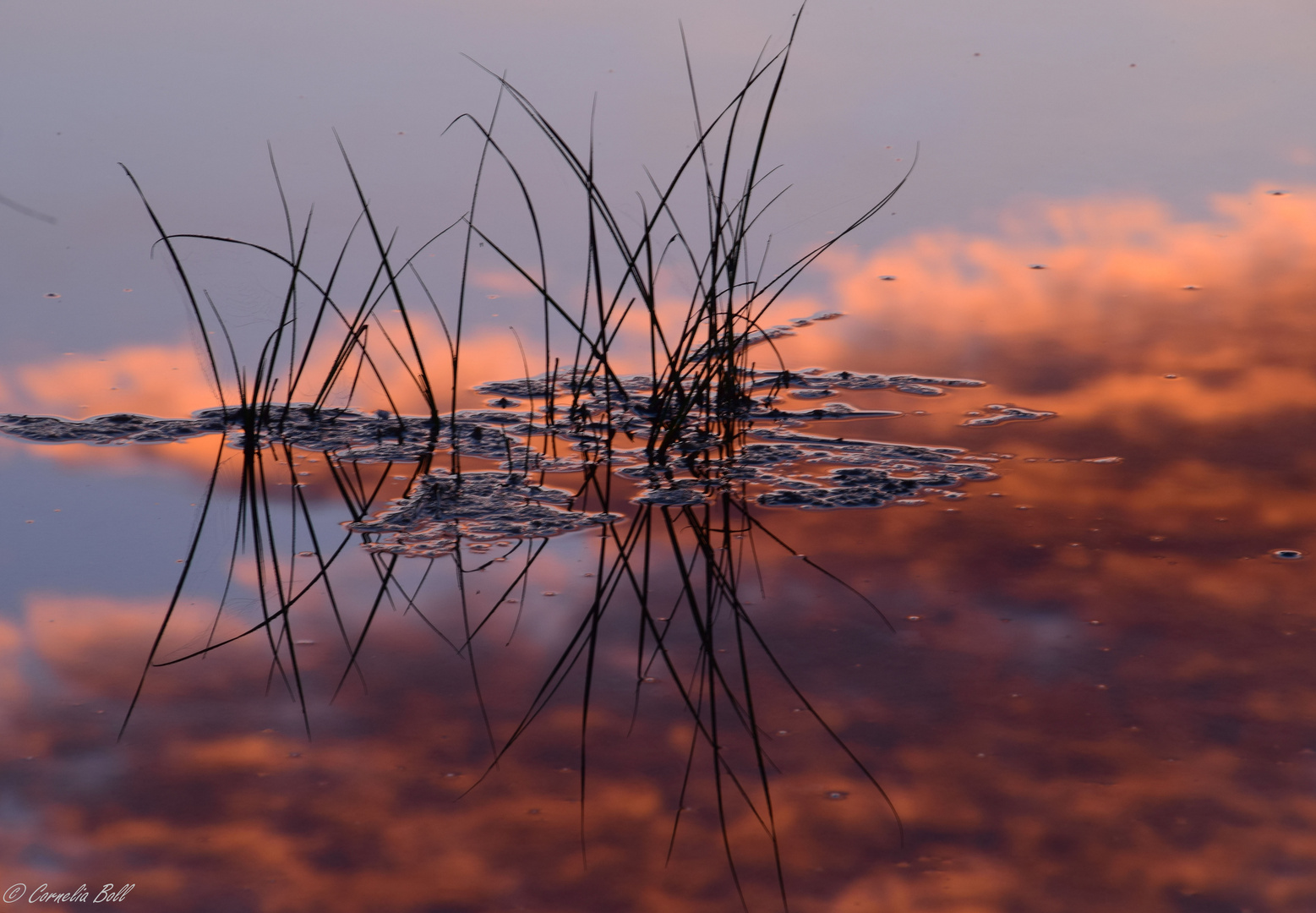 Spiegelung Riedgras bei Sonnenaufgang