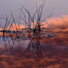 Spiegelung Riedgras bei Sonnenaufgang