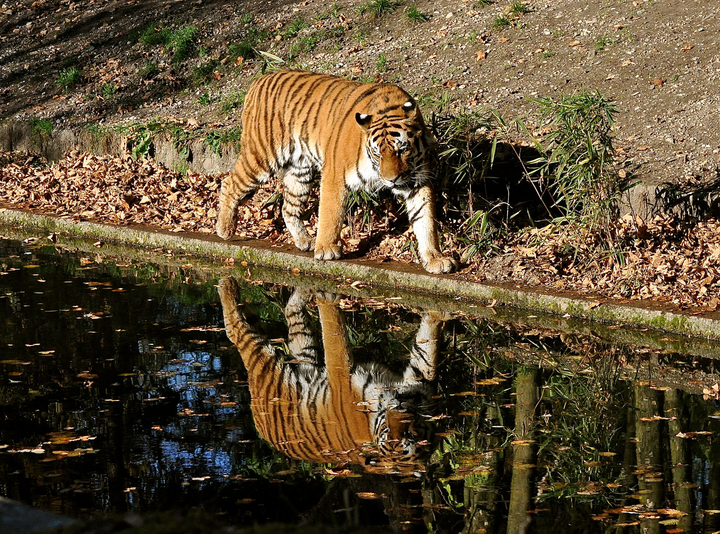 Spiegelung Tiger