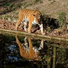 Spiegelung Tiger