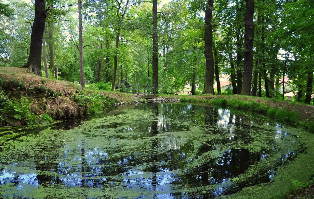 Spiegelung und Bewegung im Teich