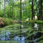 Spiegelung und Bewegung im Teich