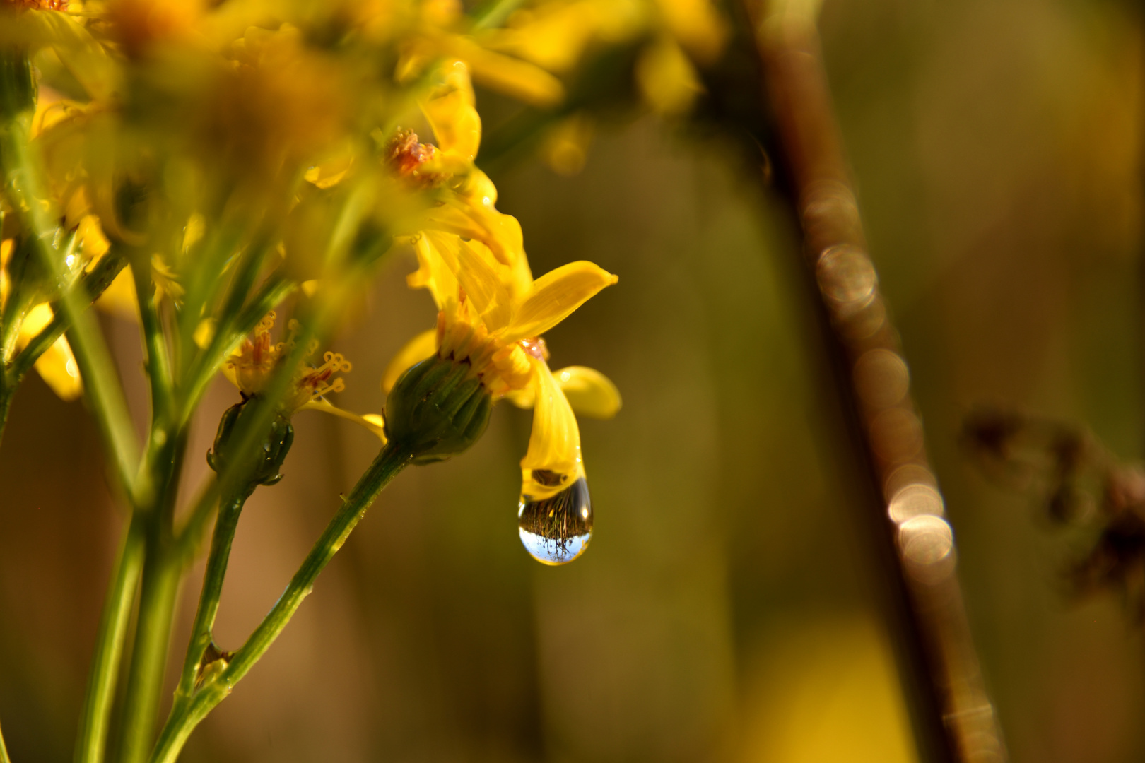 Spiegelung und Blüten 