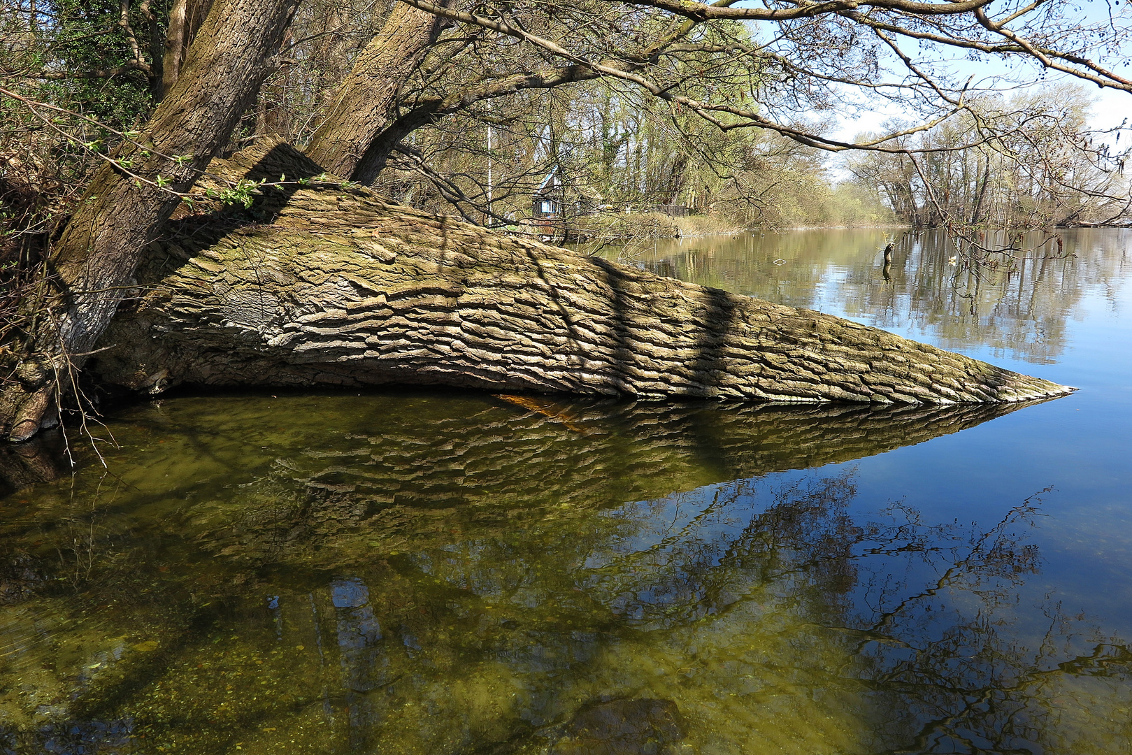 Spiegelung vom Baumstamm im Großen Plöner See auf der Prinzeninsel