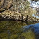 Spiegelung vom Baumstamm im Großen Plöner See auf der Prinzeninsel