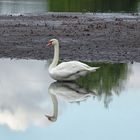 Spiegelung vom Schwan