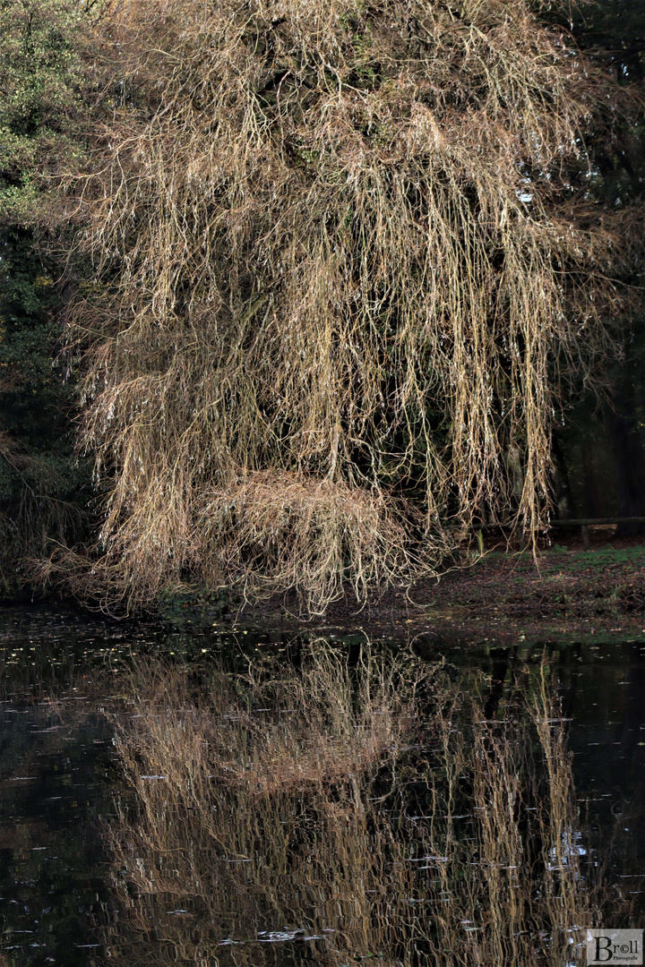 Spiegelung von einem Baum im Wasser