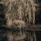 Spiegelung von einem Baum im Wasser
