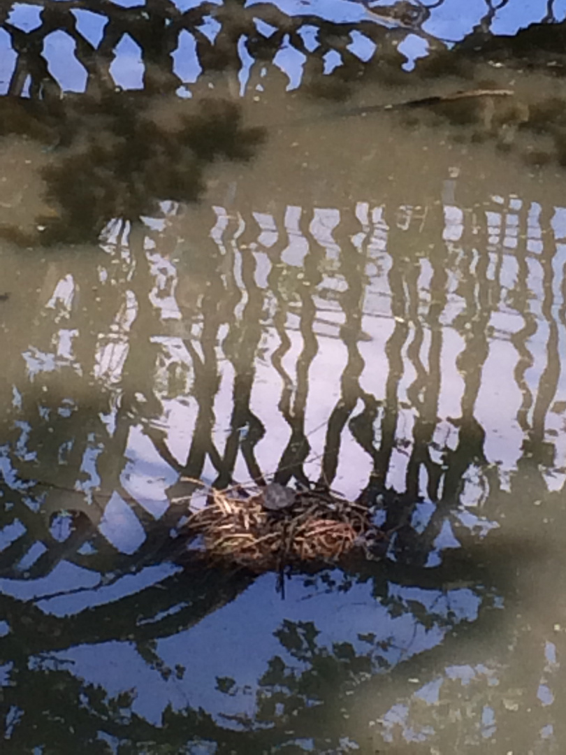 Spiegelung, Wasser, Natur