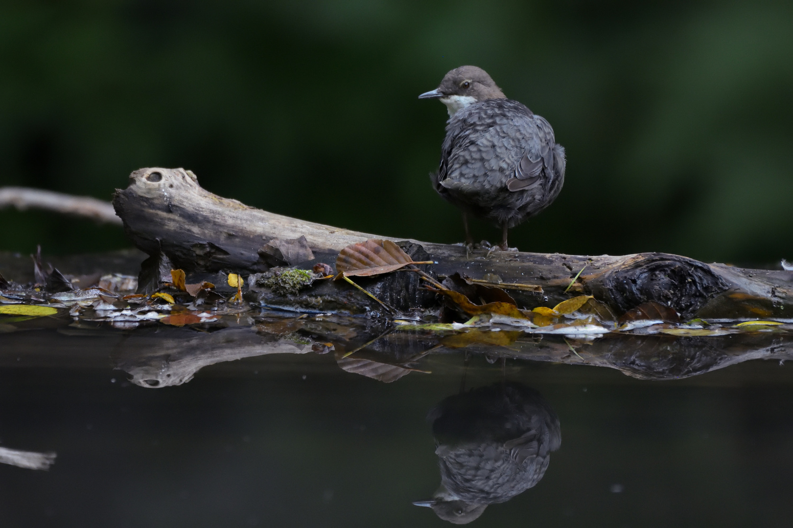 Spiegelung; Wasseramsel, Plombières, Belgien