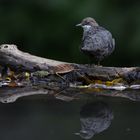 Spiegelung; Wasseramsel, Plombières, Belgien