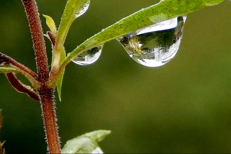 Spiegelung - Wassertropfen