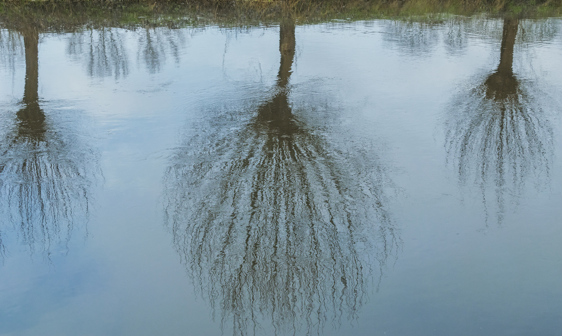 Spiegelung Weiden