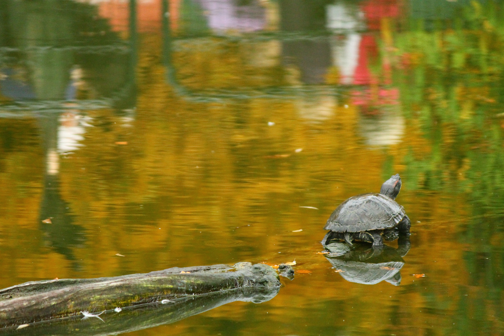 Spiegelungen