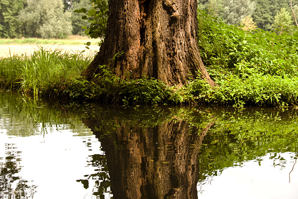 Spiegelungen