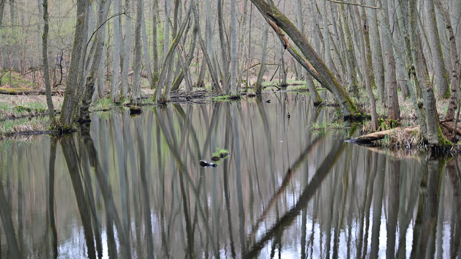 Spiegelungen