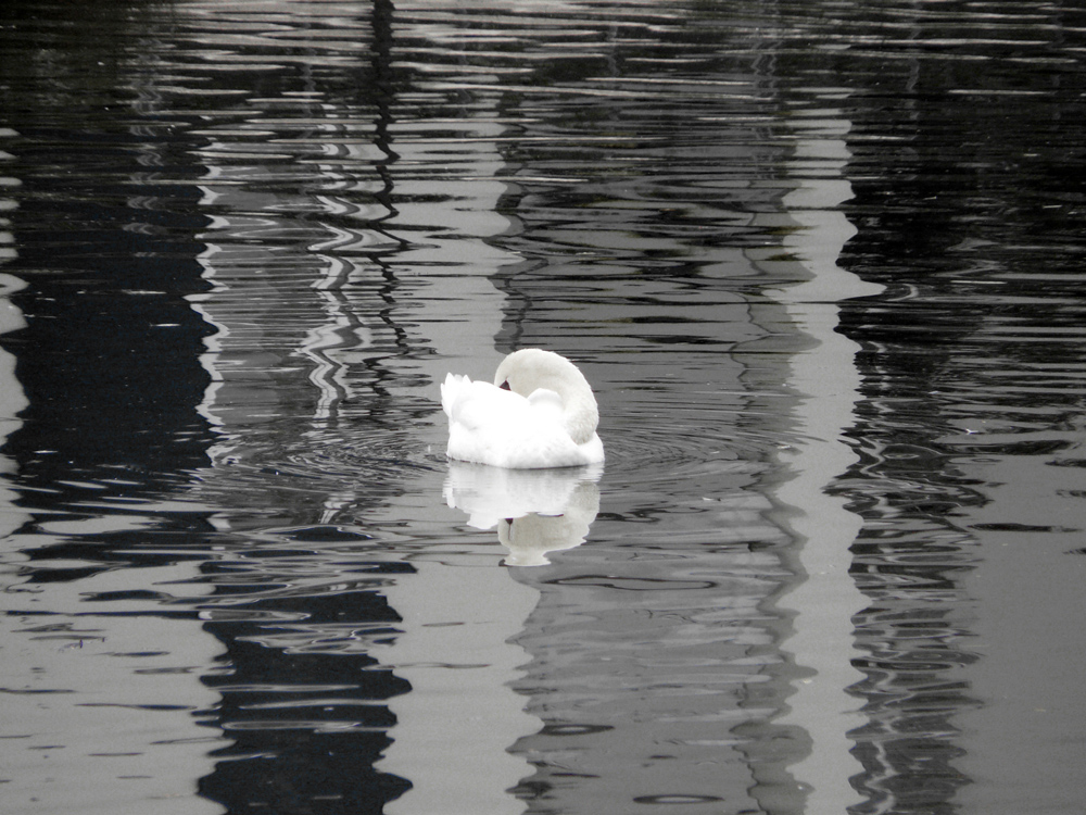 Spiegelungen