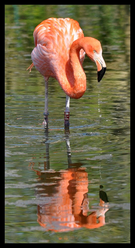 Spiegelungen