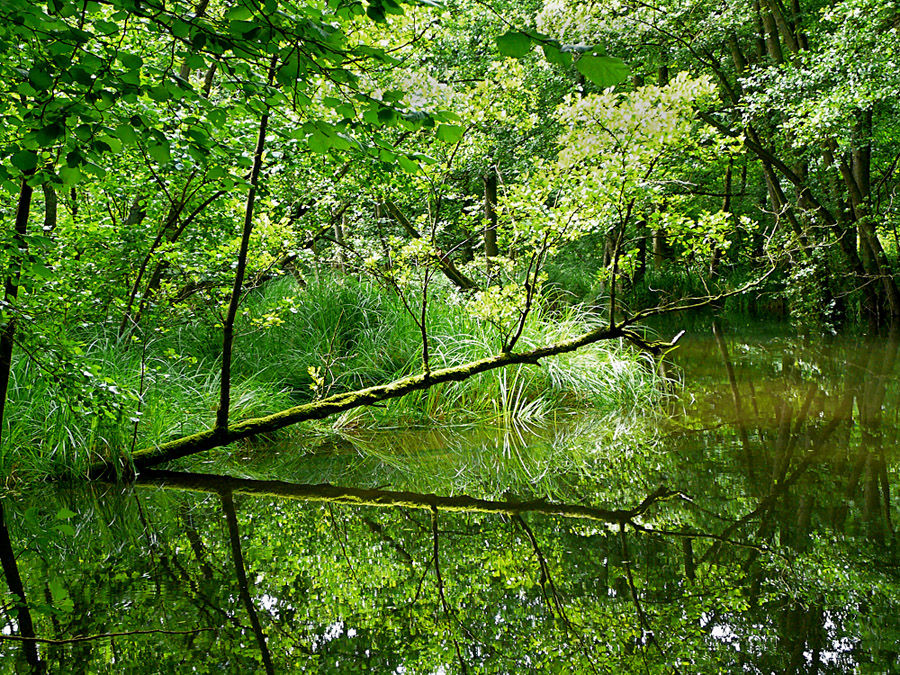 Spiegelungen