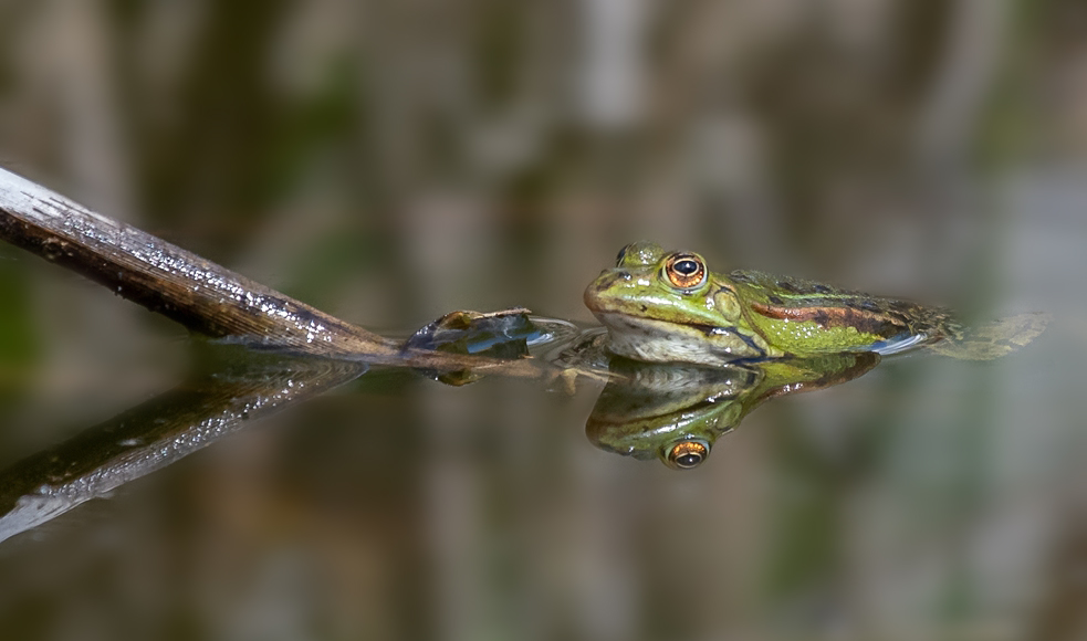 Spiegelungen