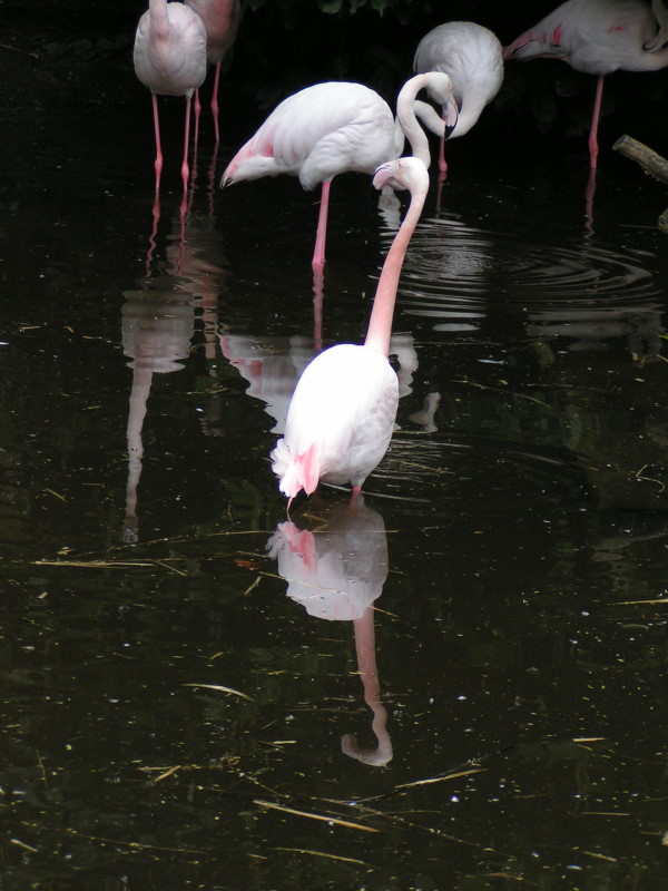 Spiegelungen