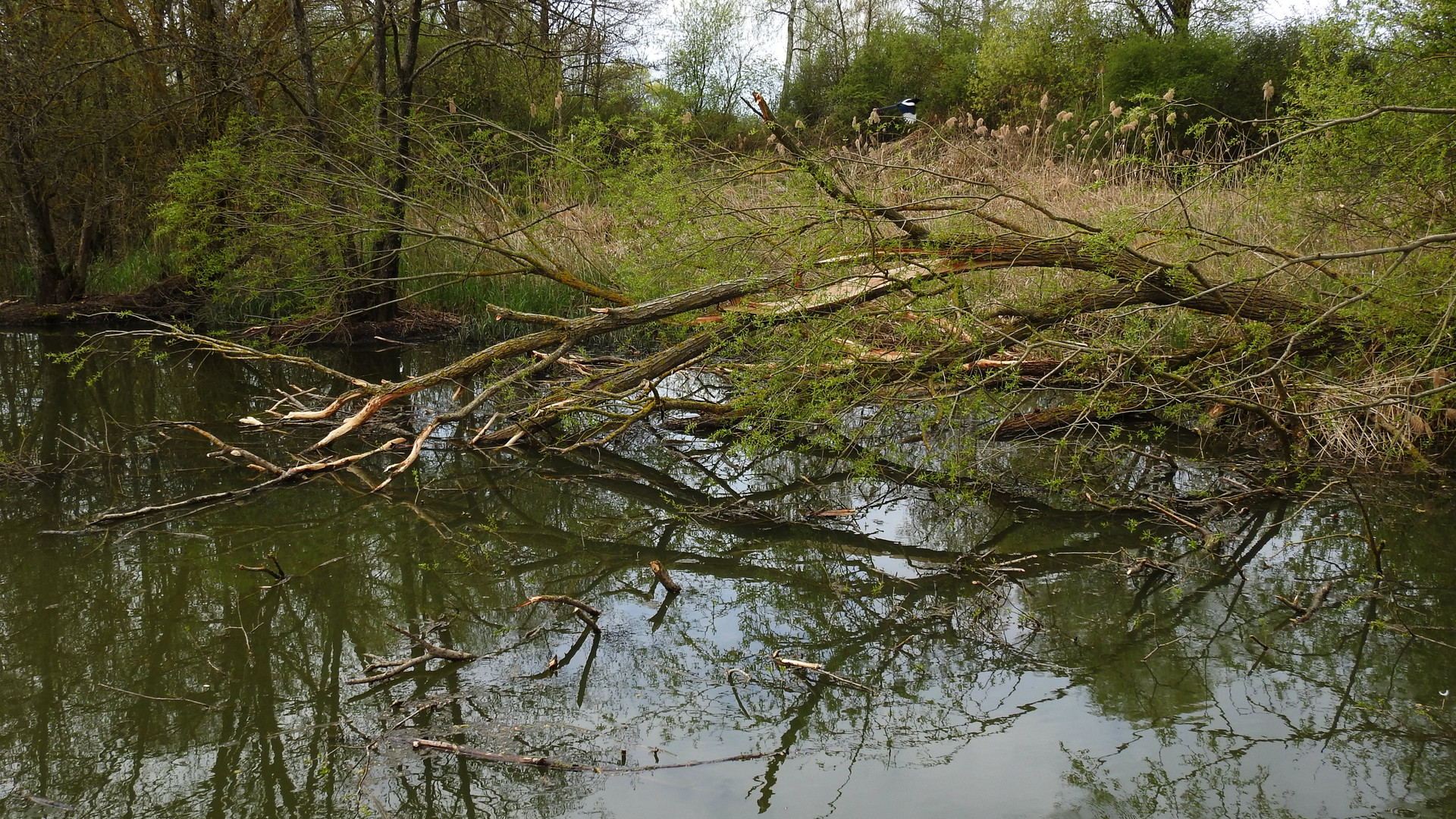 Spiegelungen 