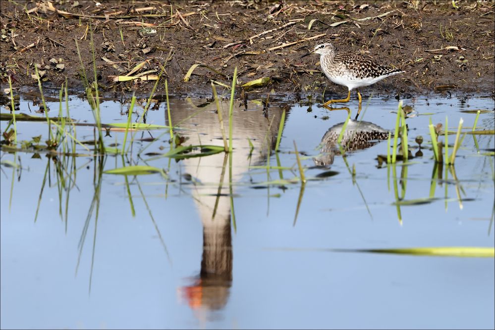 Spiegelungen