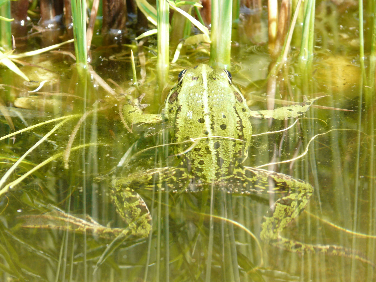 Spiegelungen